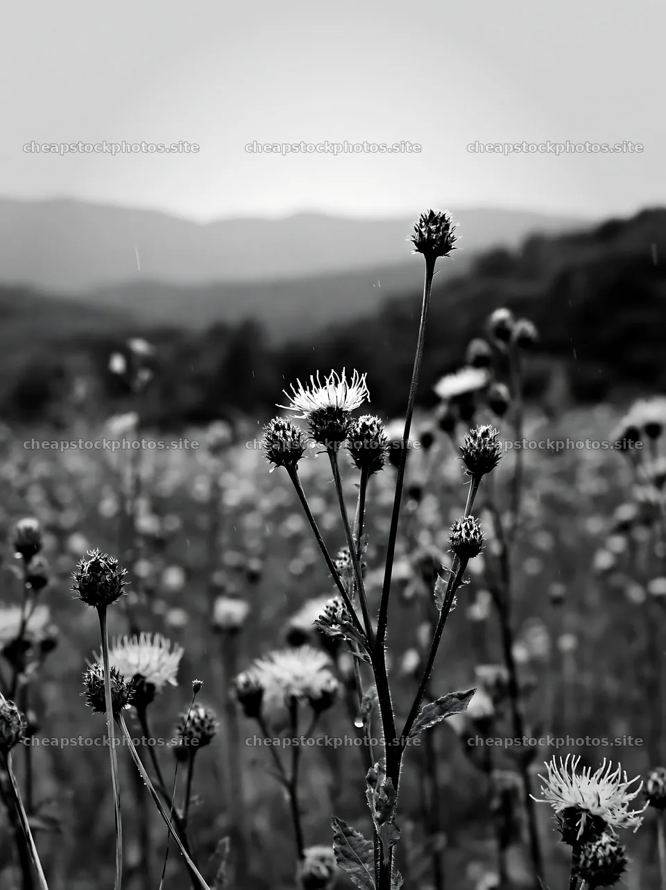 Iwate rain refreshed meadow seedhead foreground with flowers – stock photos 6866x9174