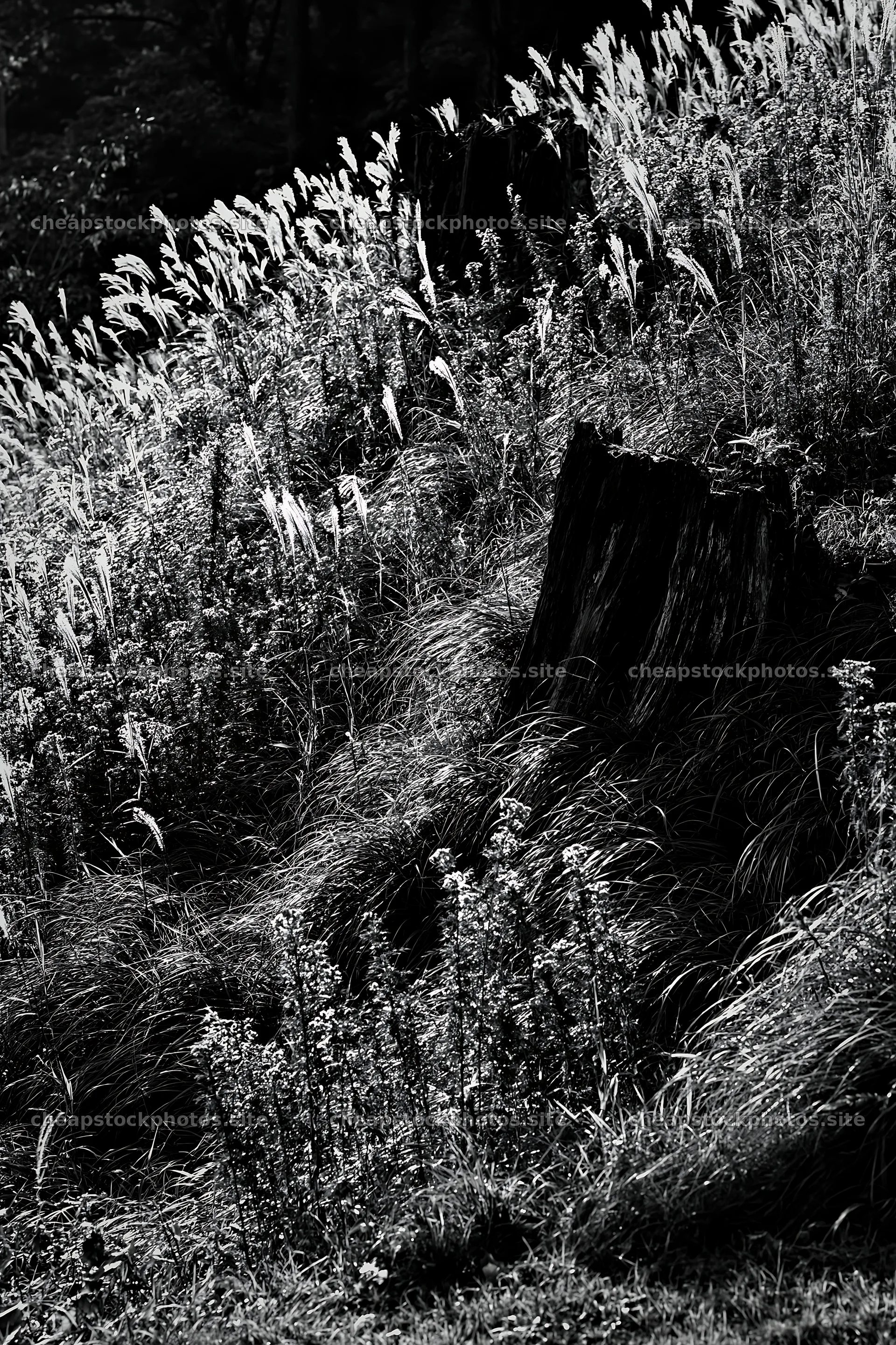 Fukushima native meadow with weathered stump in natural light – stock photos 6480x9722