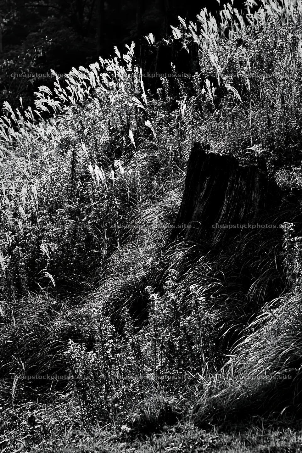 Fukushima native meadow with weathered stump in natural light – stock photos 6480x9722