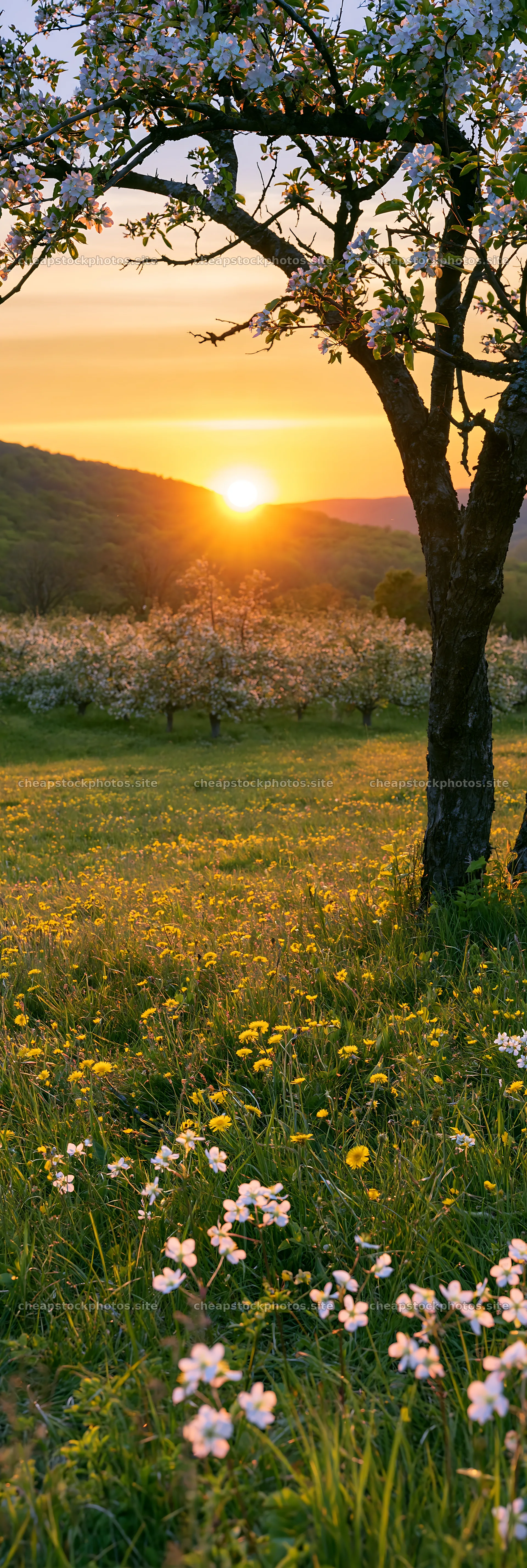 Sunset over apple meadow with blooming flowers – stock photos 4602x13690