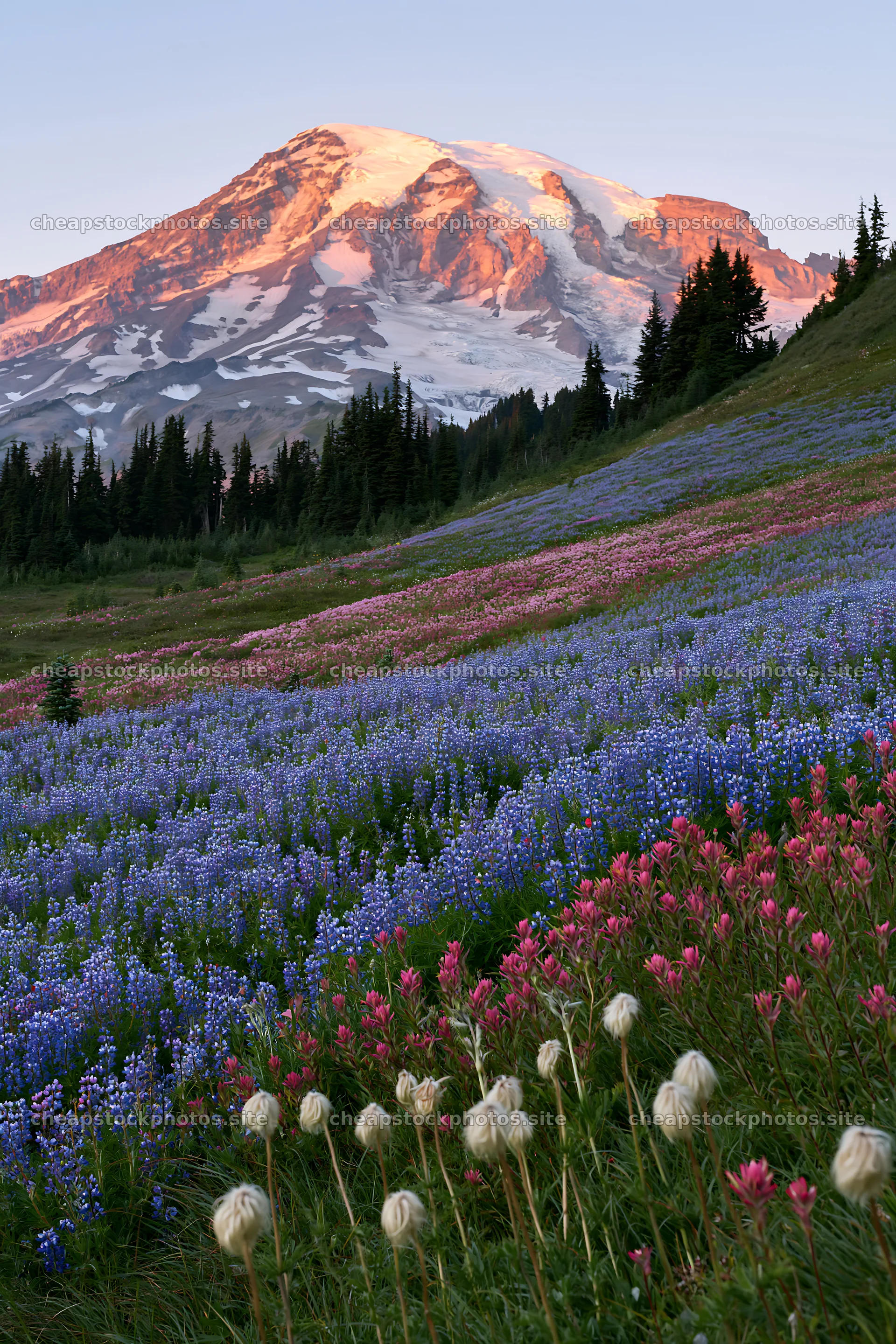 Mount Rainier wildflower meadow sunrise showcases colorful blooms – stock photos 6480x9722