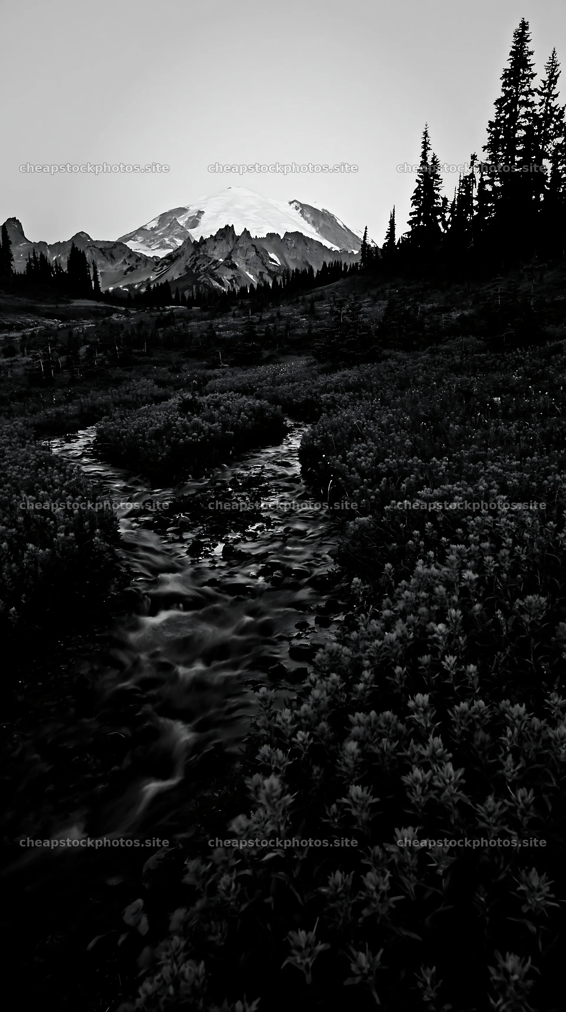 Mount Rainier wildflower meadow sunrise scene – stock photos 5938x10608