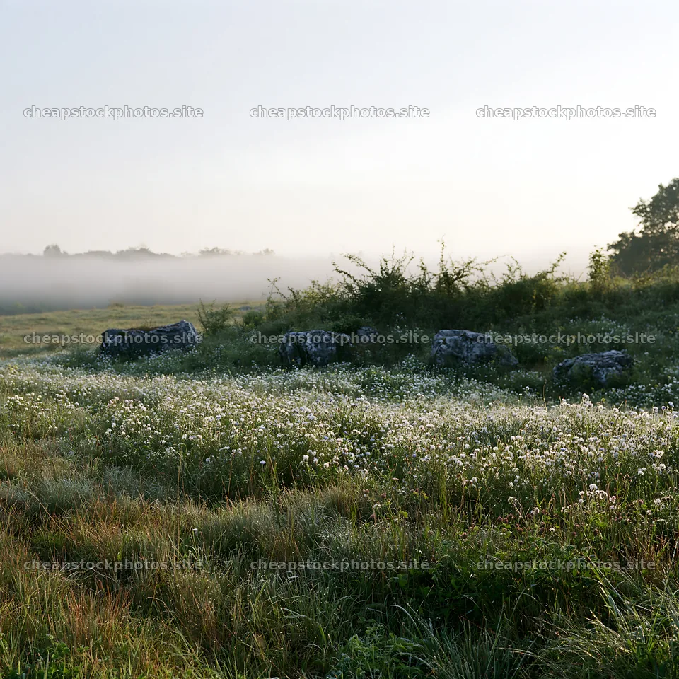 Clover cornflower meadow in early morning light – stock photos 7938x7938