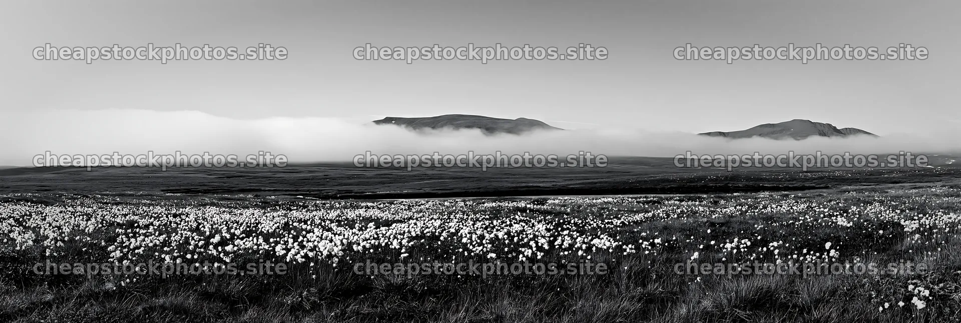 Seedhead meadow with fog and mountains in the background – stock photos 13690x4602