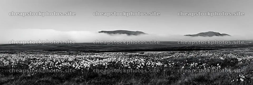Seedhead meadow with fog and mountains in the background – stock photos 13690x4602