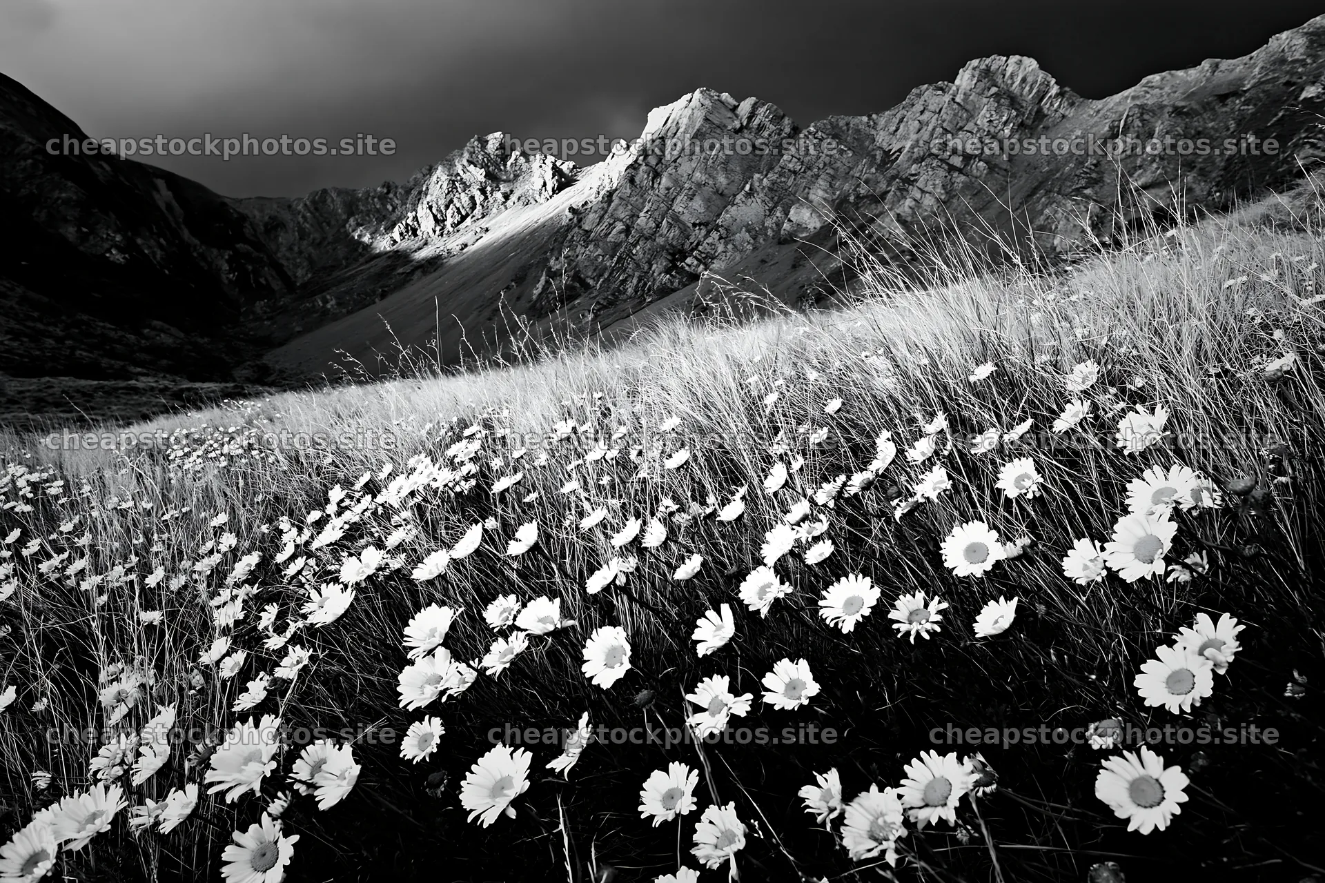Meadow with flowers under crags in black and white – stock photos 9722x6480