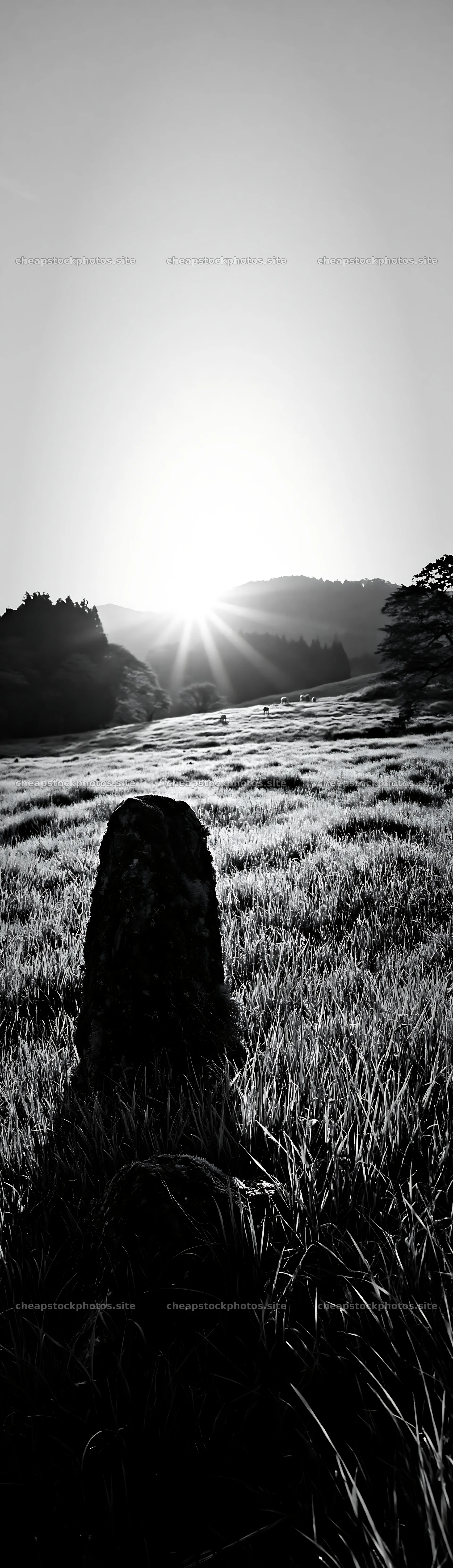 Miyagi spring recovery meadow mossy stone under sunrise – stock photos 4268x14762