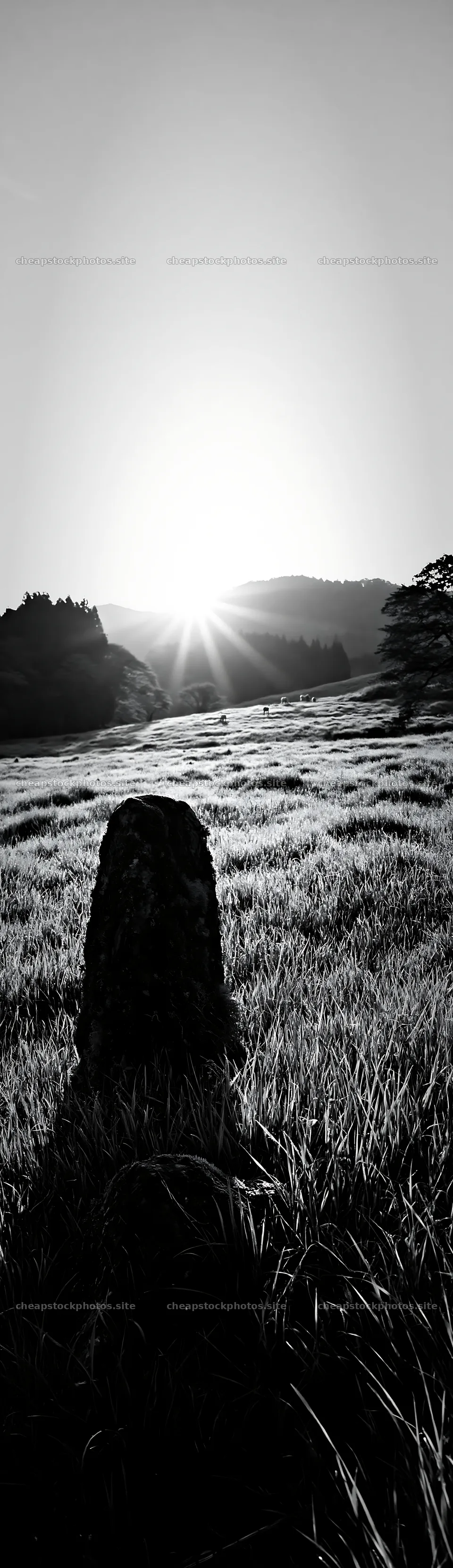 Miyagi spring recovery meadow mossy stone under sunrise – stock photos 4268x14762