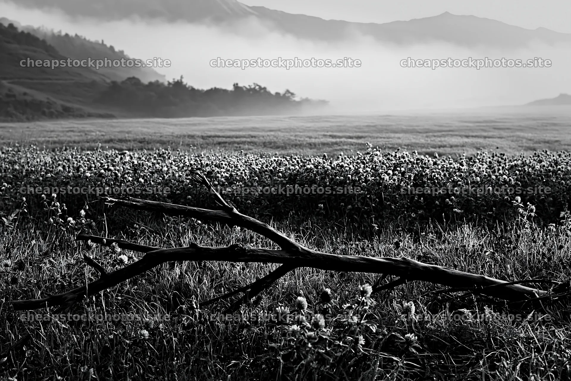 Yamagata rewilded meadow with fallen branch in the foreground – stock photos 9722x6480