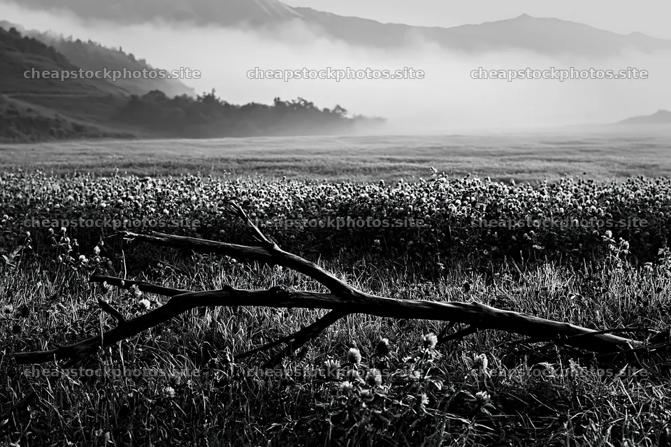 Yamagata rewilded meadow with fallen branch in the foreground – stock photos 9722x6480