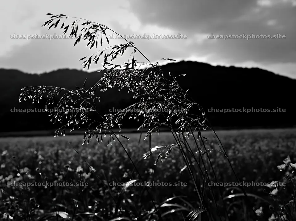 Iwate rain refreshed meadow seedhead foreground – stock photos 9174x6866