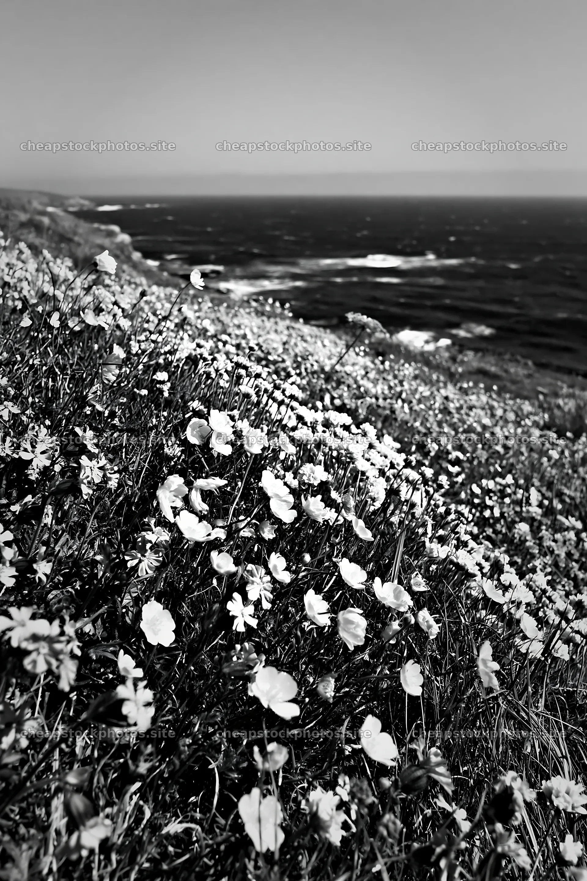 Colorful buttercup meadow by the ocean with rolling hills – stock photos 6480x9722