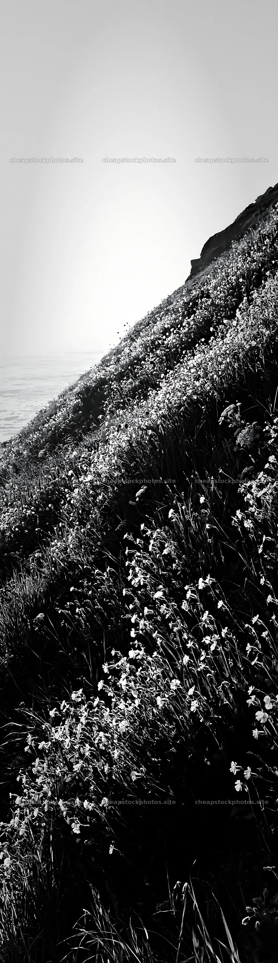 Coastal cliff meadow with flowers and ocean view at sunset – stock photos 4268x14762