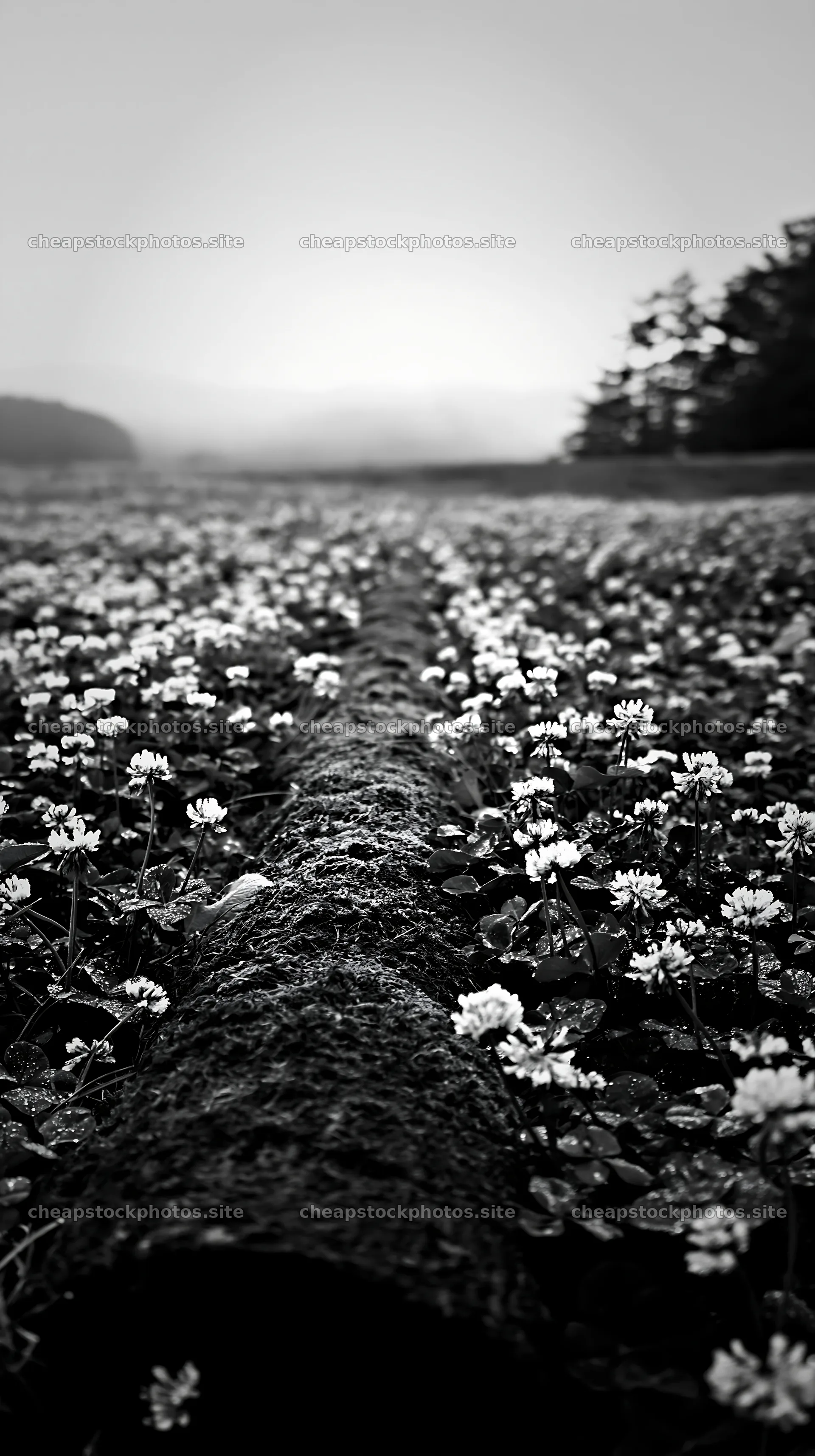 Gifu meadow with mossy log surrounded by white flowers – stock photos 5938x10608