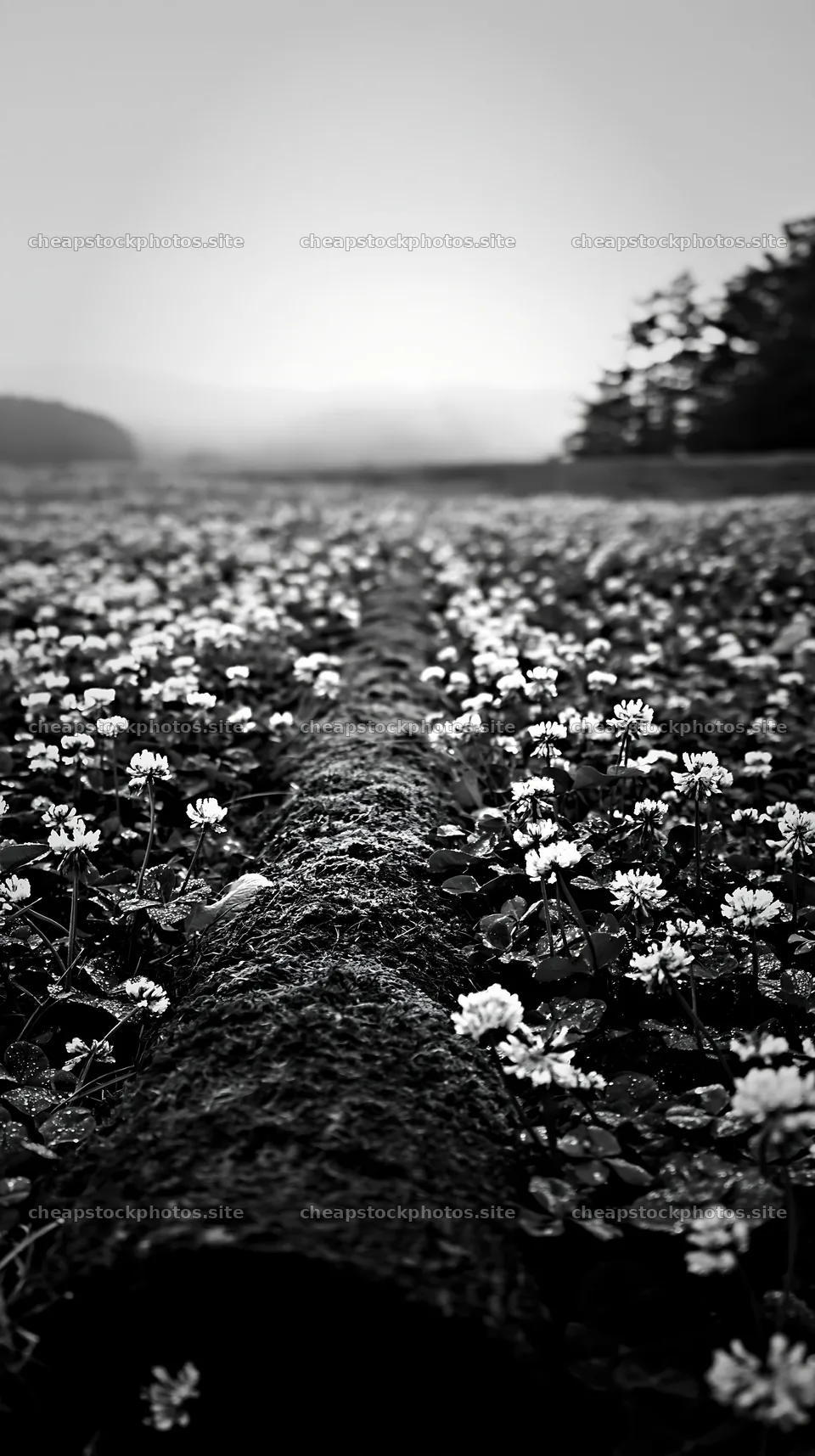 Gifu meadow with mossy log surrounded by white flowers – stock photos 5938x10608