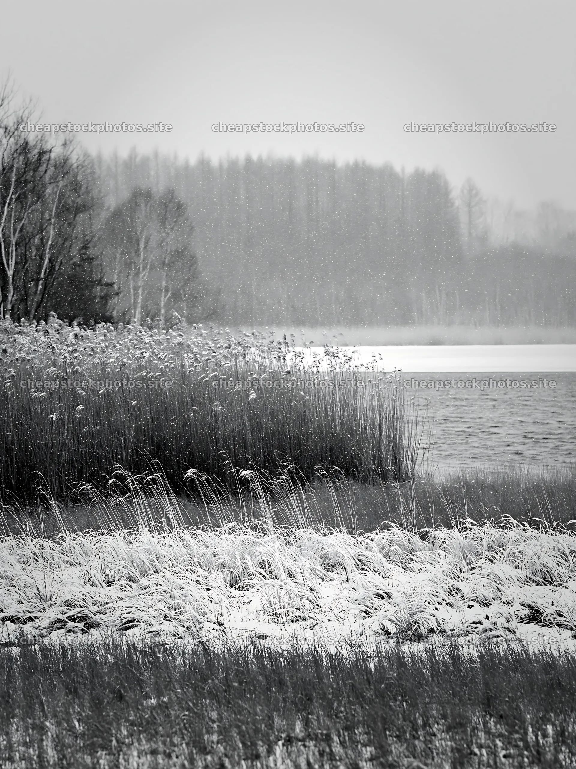 Lakeside meadow after first snowfall in black and white – stock photos 6866x9174