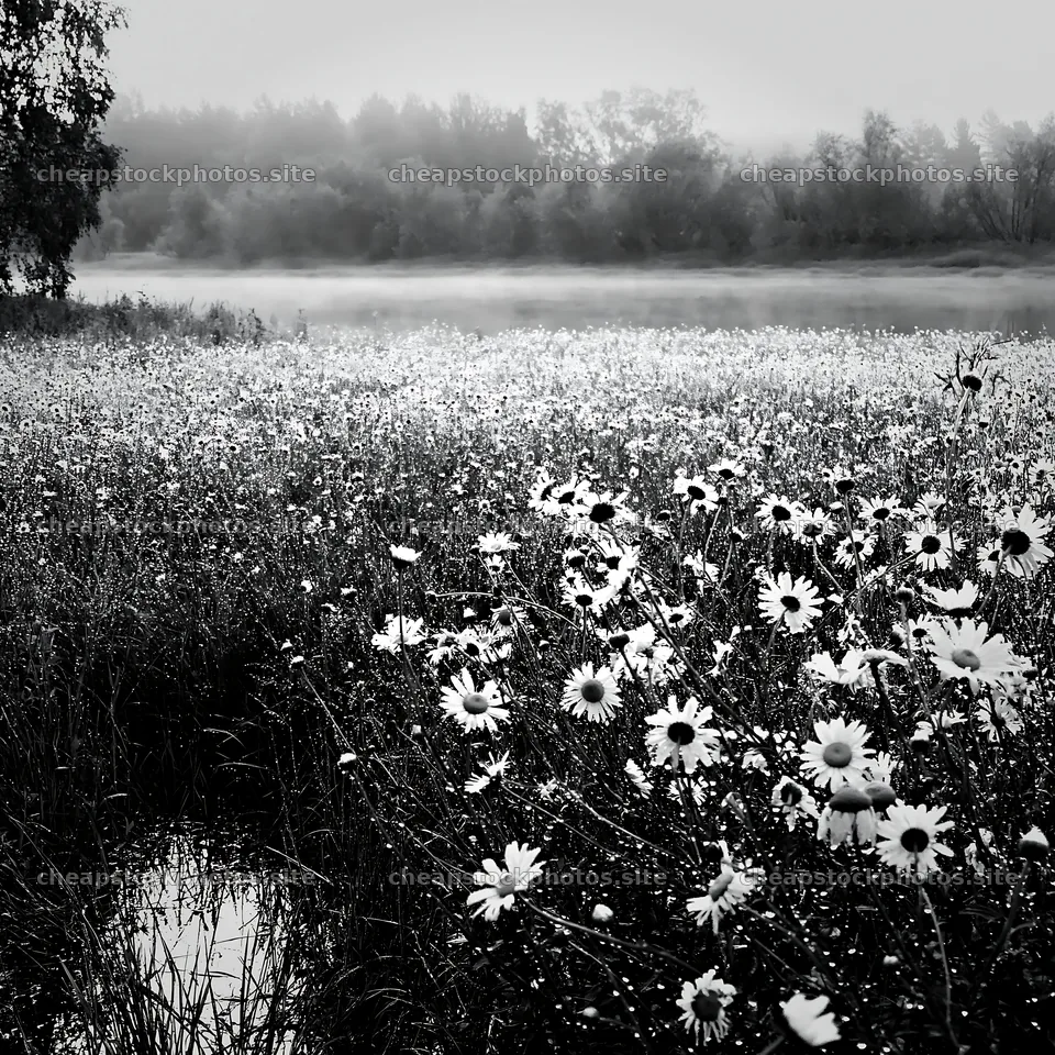 Silver dew meadow with daisies and misty water in background – stock photos 7938x7938