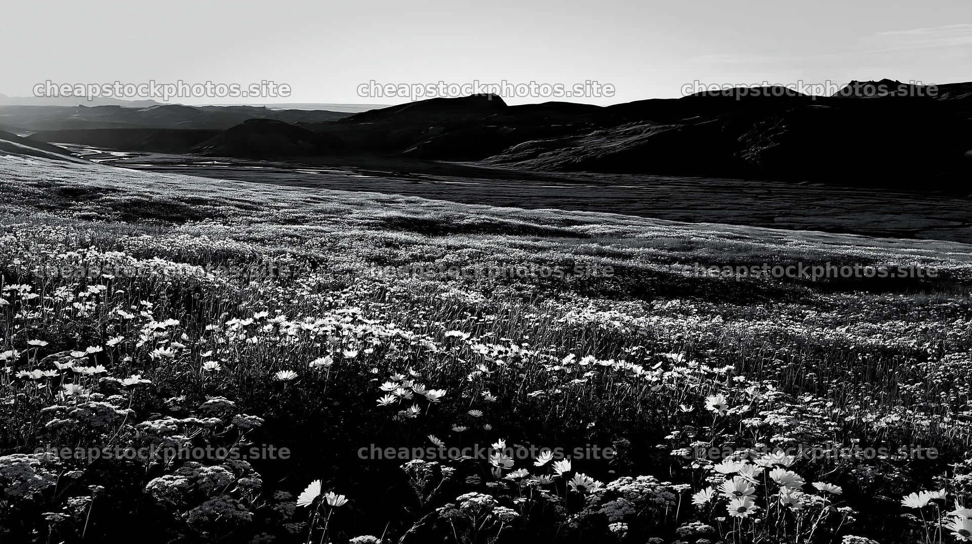 Meadow landscape with flowers and mountains in whiteout – stock photos 10608x5938