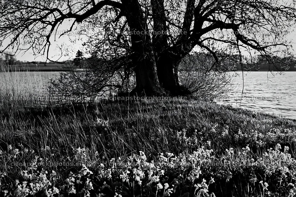 Lakeside meadow with flowers and trees by German lake – stock photos 9722x6480