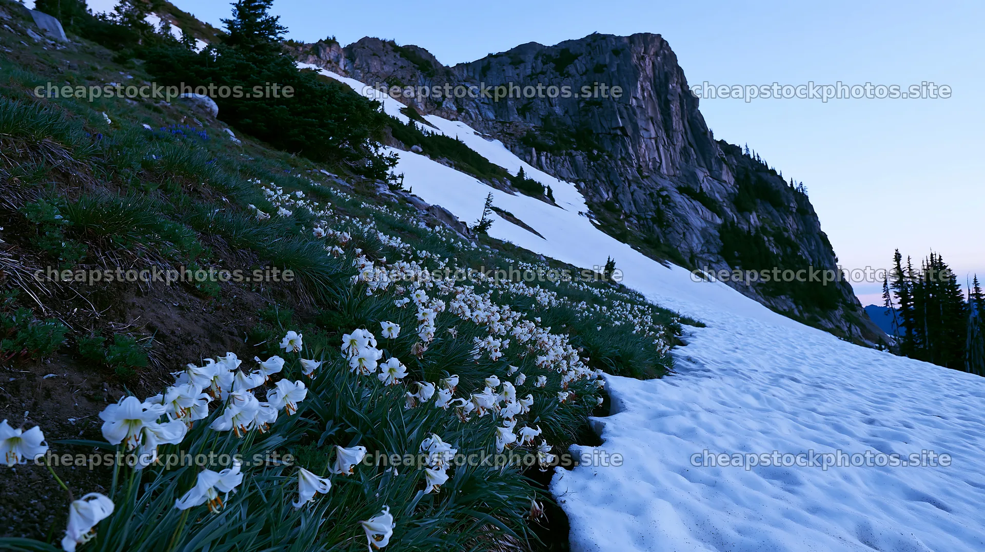 Snowy highland meadow with flowers and rocky mountain – stock photos 10608x5938