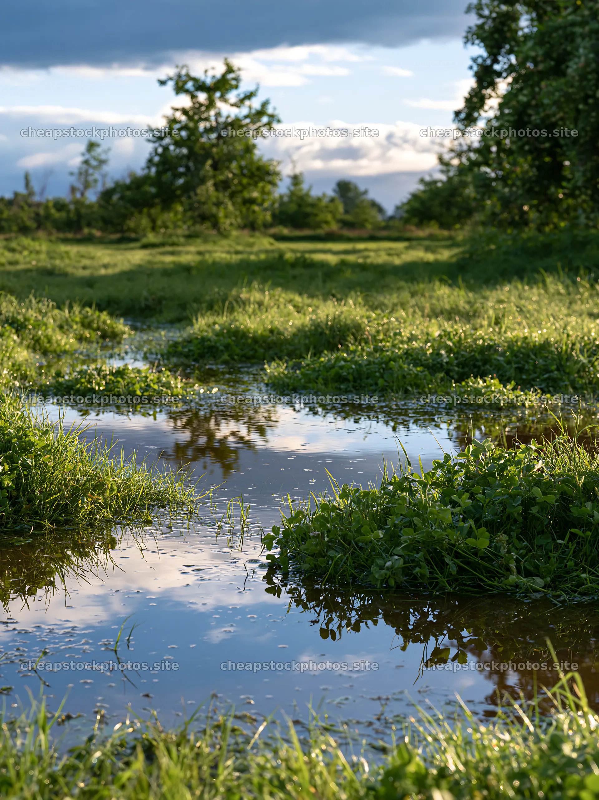 Clover apple meadow with water pooling under a cloudy sky – stock photos 6866x9174