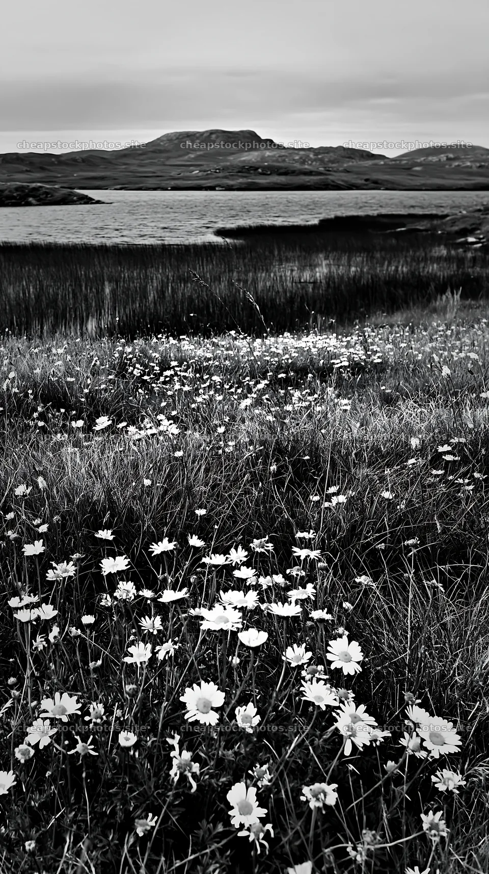 Aurora meadow coast with flowers and water in the background – stock photos 5938x10608