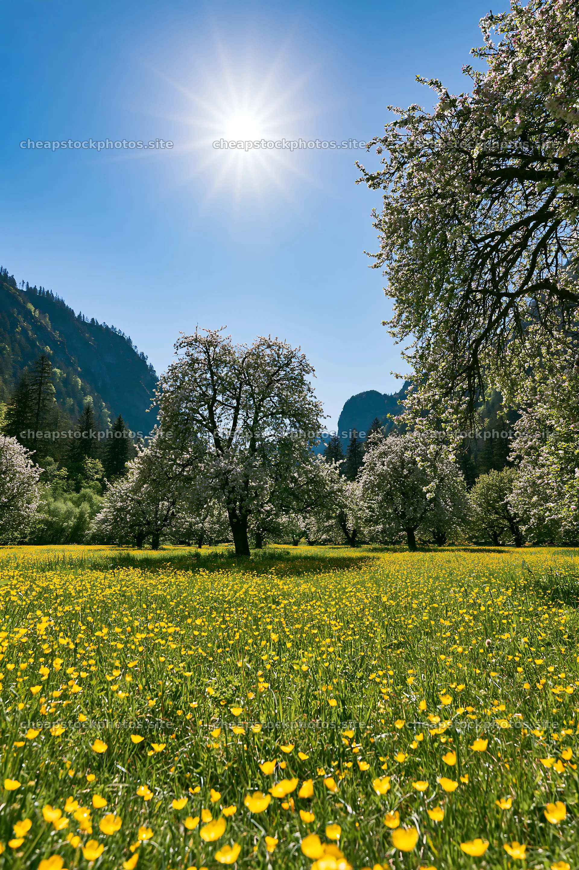 Sunny valley apple meadow with blooming trees and flowers – stock photos 6480x9722