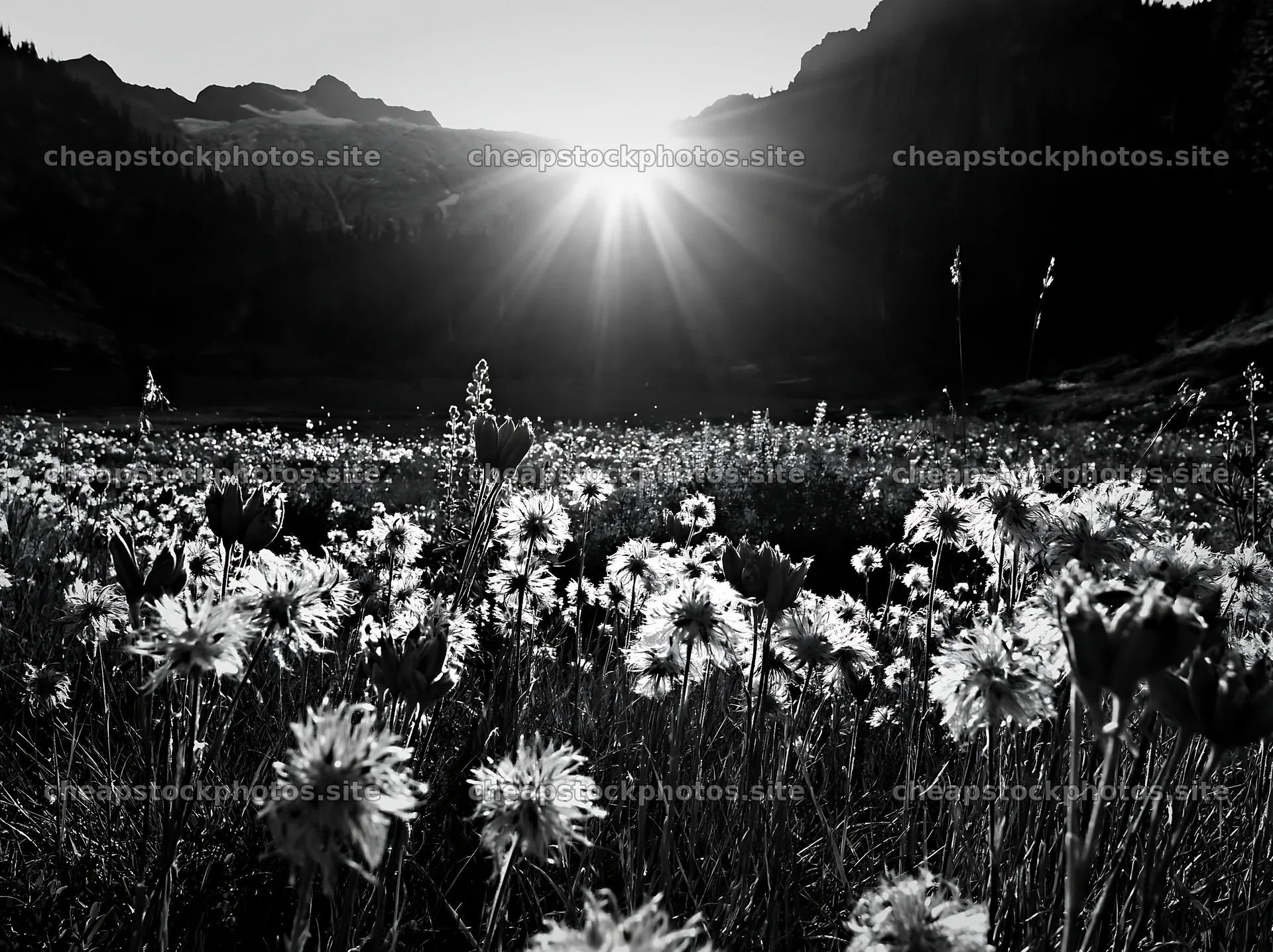 Meadow seedheads illuminated by sunset at dusk – stock photos 9174x6866
