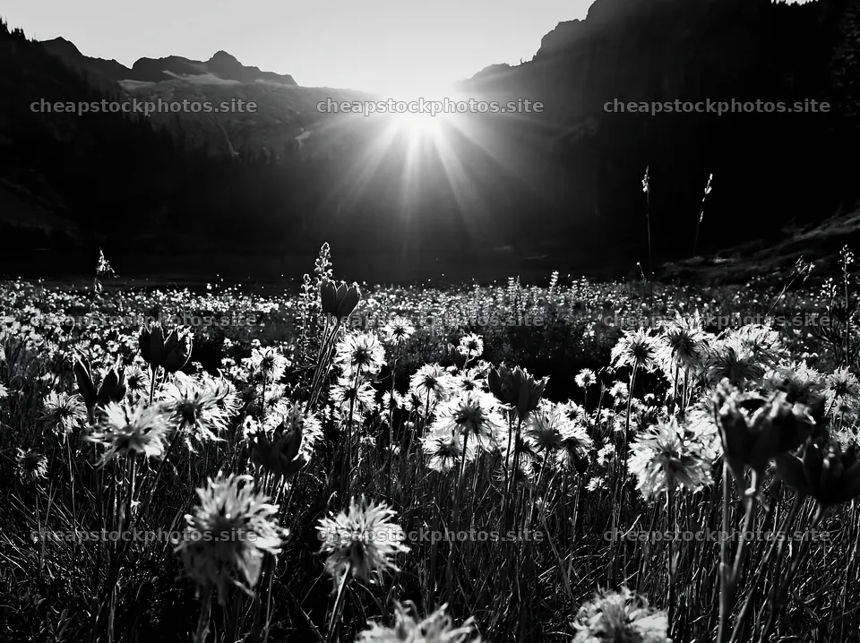 Meadow seedheads illuminated by sunset at dusk – stock photos 9174x6866