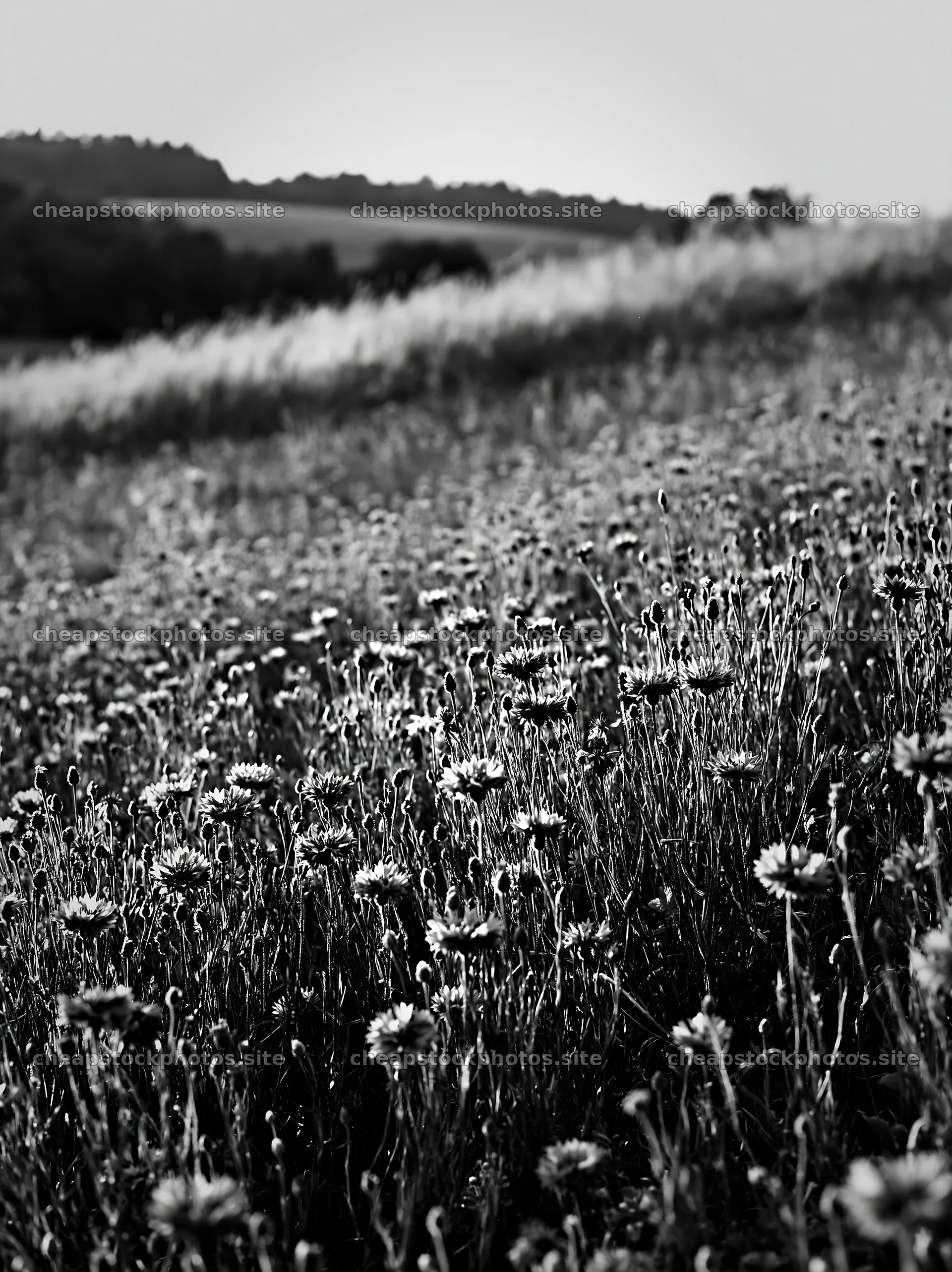Cornflower meadow in black and white with hills in the background – stock photos 6866x9174