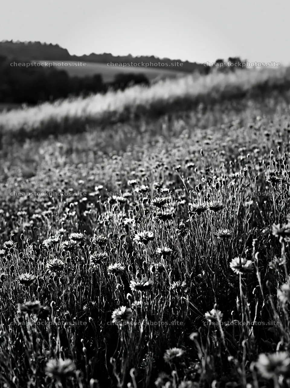 Cornflower meadow in black and white with hills in the background – stock photos 6866x9174