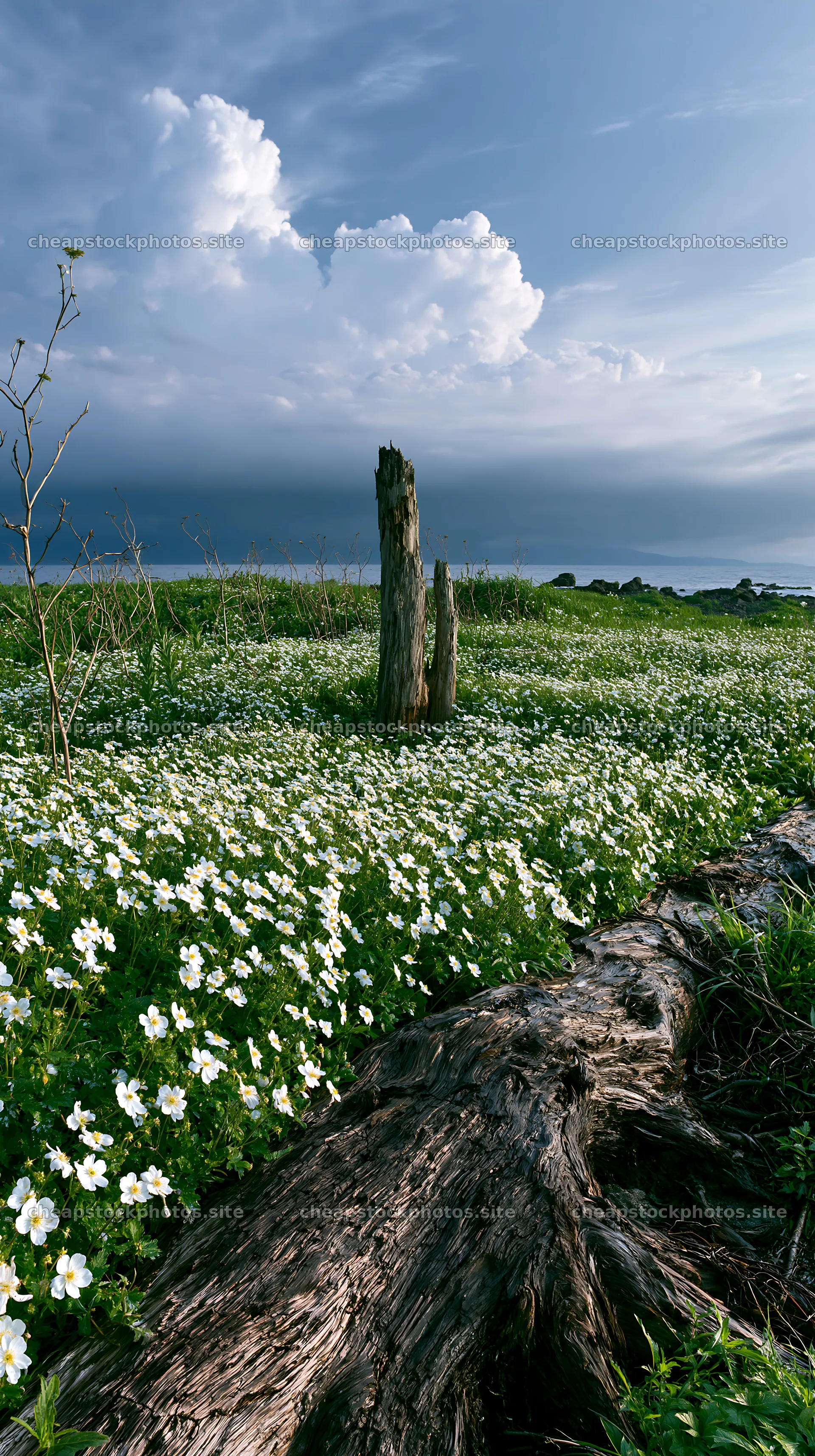 Ishikawa coastal meadow storm washed driftwood on the shore – stock photos 5938x10608