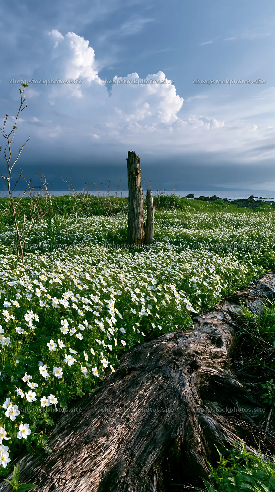 Ishikawa coastal meadow storm washed driftwood on the shore – stock photos 5938x10608