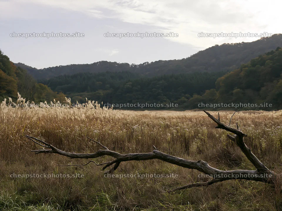 Yamagata rewilded meadow with fallen branch in the foreground – stock photos 9174x6866
