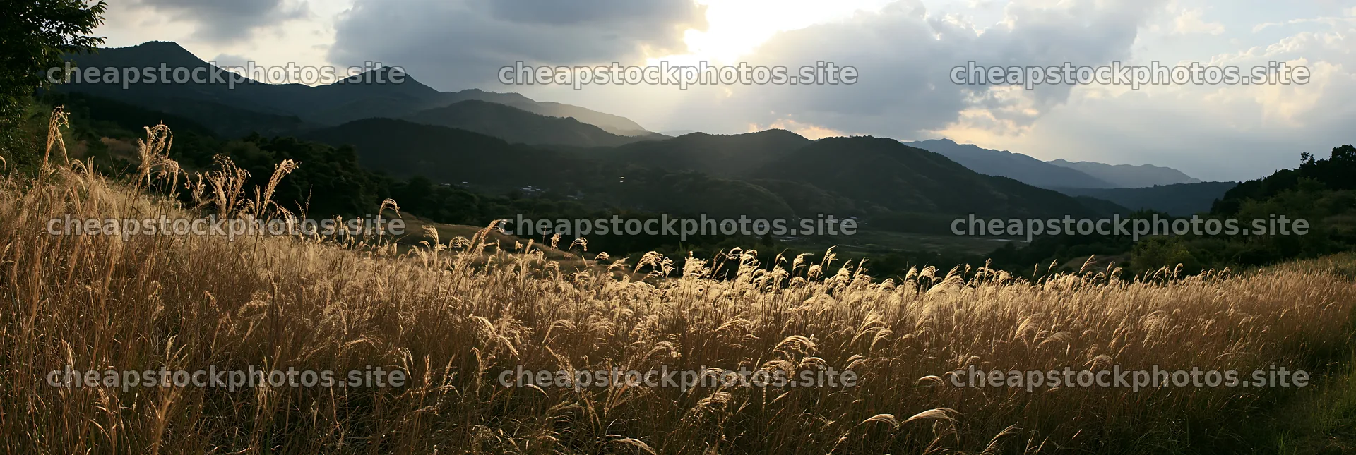 Ehime twilight meadow with dry seedheads under cloudy sky – stock photos 13690x4602