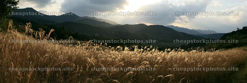 Ehime twilight meadow with dry seedheads under cloudy sky – stock photos 13690x4602