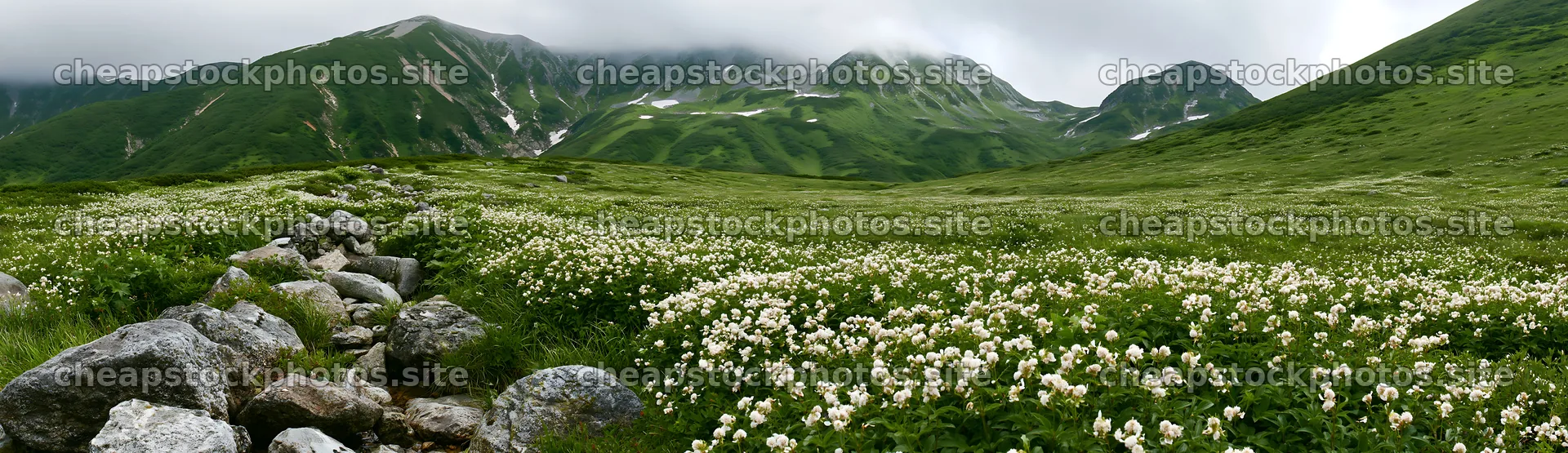 Toyama alpine meadow snowmelt rock foreground with flowers – stock photos 14762x4268