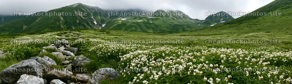 Toyama alpine meadow snowmelt rock foreground with flowers – stock photos 14762x4268