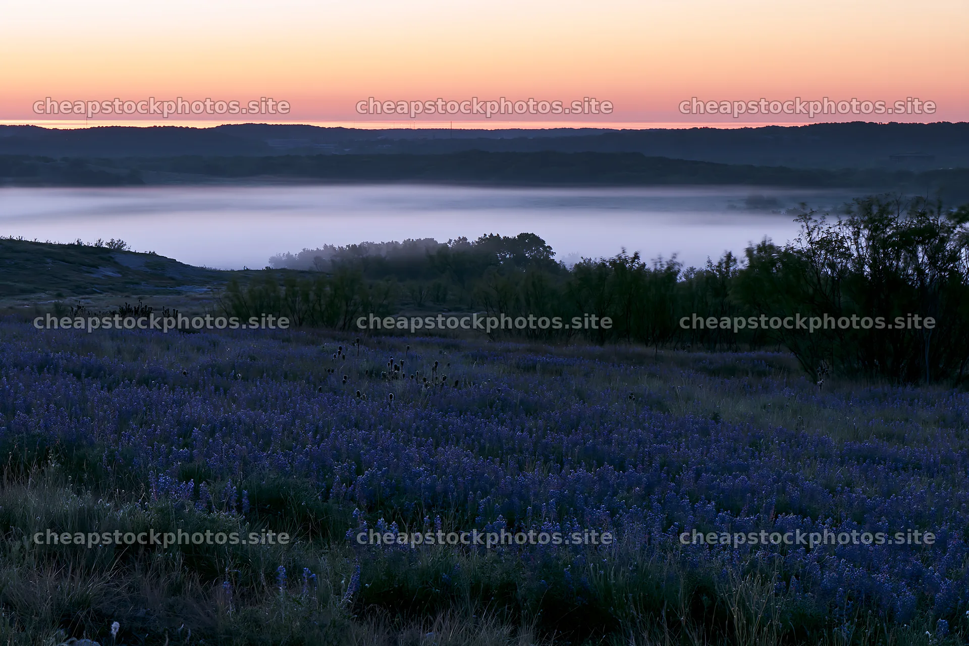 Bluebonnet meadow at sunrise with mist in the background – stock photos 9722x6480