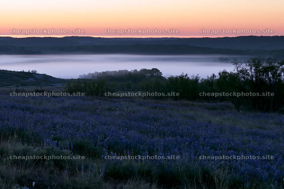 Bluebonnet meadow at sunrise with mist in the background – stock photos 9722x6480