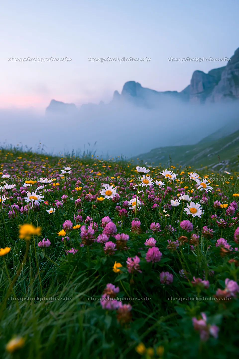Colorful daisy meadow among mountains and mist at sunrise – stock photos 6480x9722