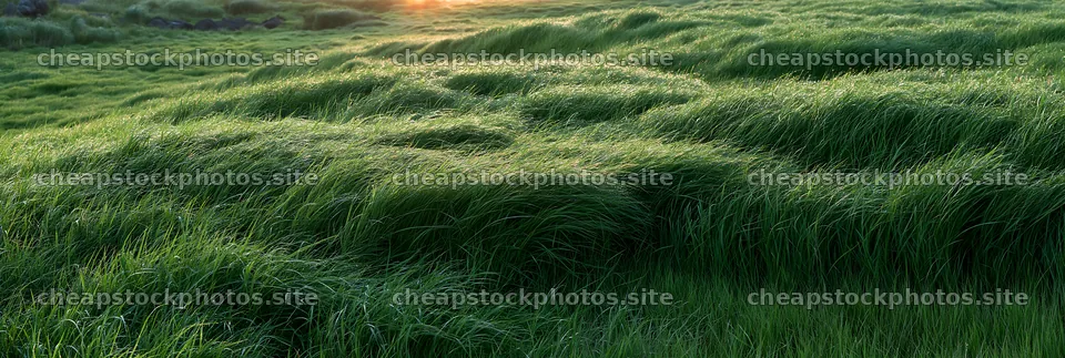 Miyazaki sunrise over meadow with dew covered sedges – stock photos 13690x4602