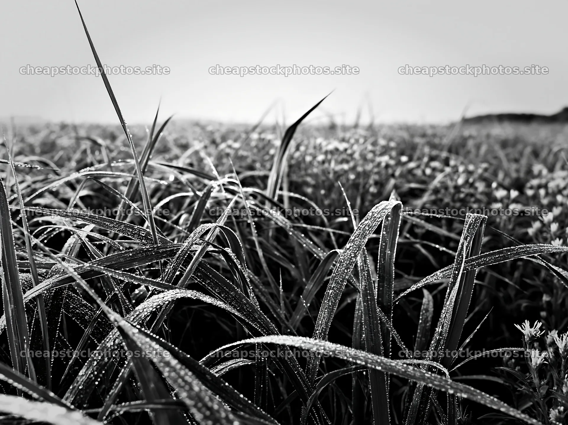 Miyazaki sunrise meadow dew covered sedges capture morning light – stock photos 9174x6866