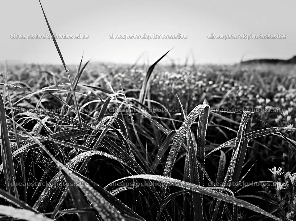 Miyazaki sunrise meadow dew covered sedges capture morning light – stock photos 9174x6866