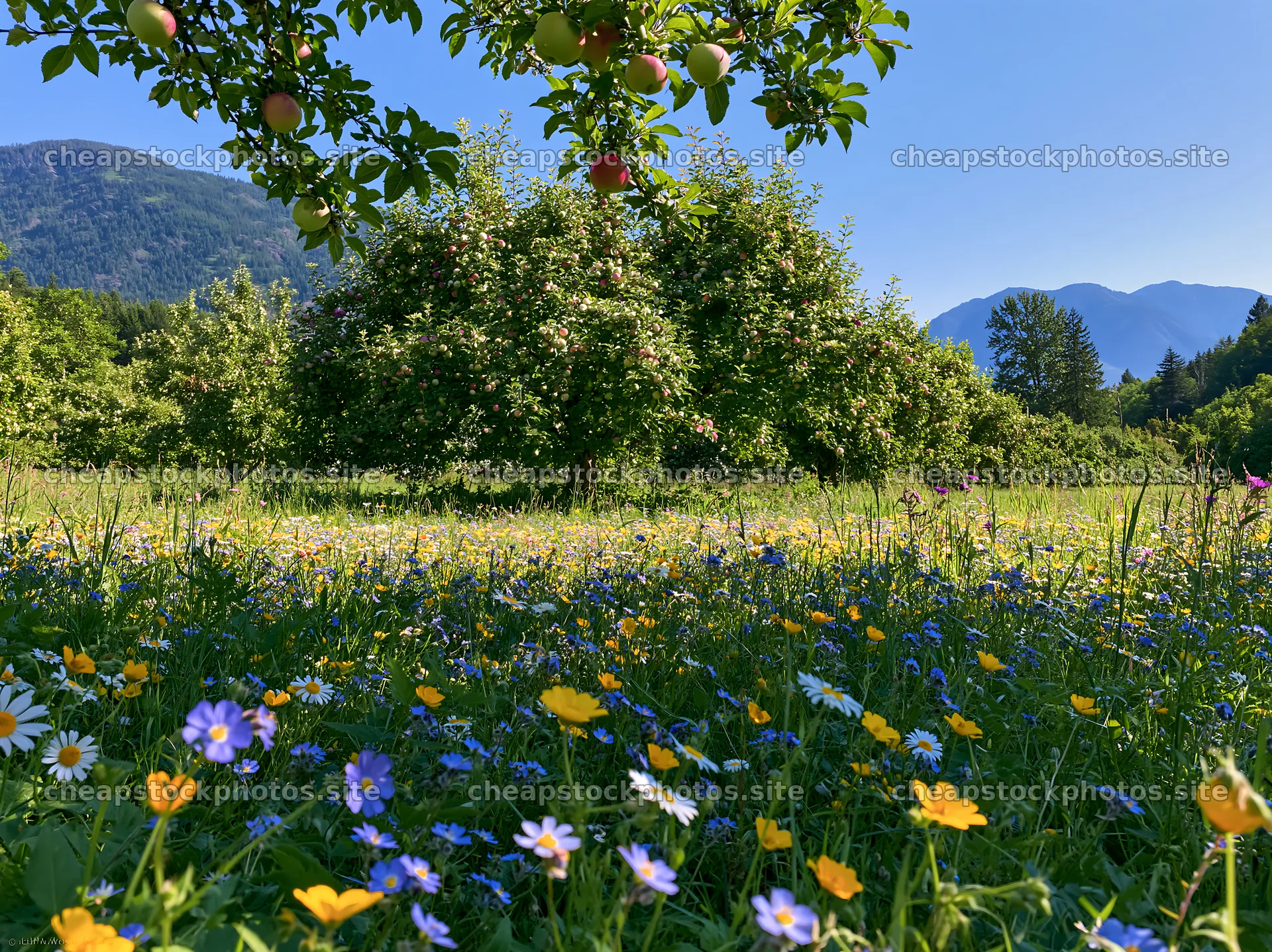 Valley apple meadow with flowers and distant mountains – stock photos 9174x6866