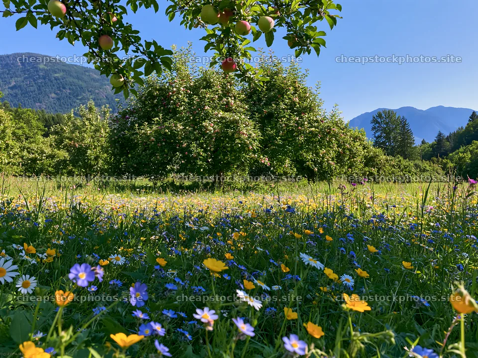 Valley apple meadow with flowers and distant mountains – stock photos 9174x6866