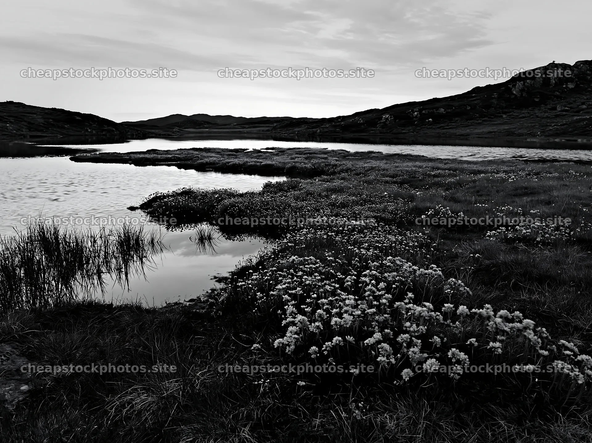 Regenerative meadow features water and plant life by the shore – stock photos 9174x6866