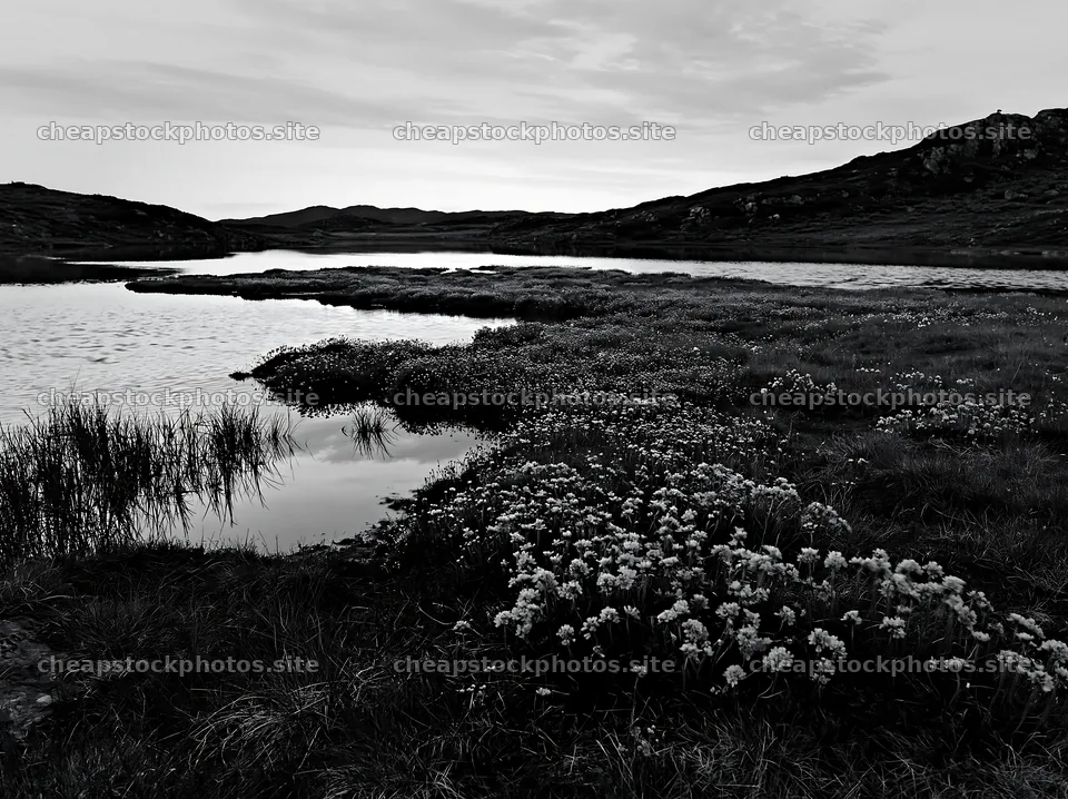 Regenerative meadow features water and plant life by the shore – stock photos 9174x6866