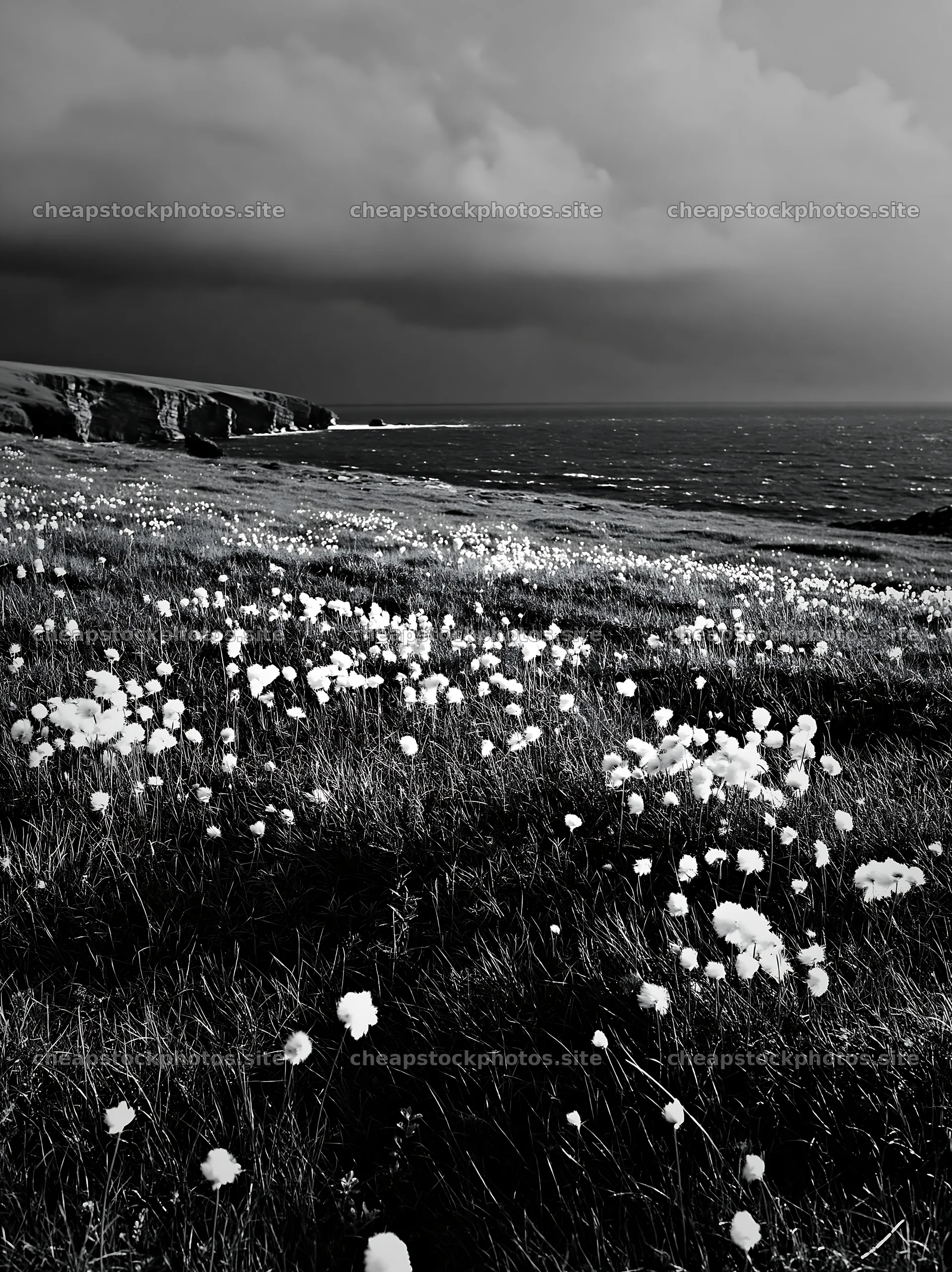 Cottongrass meadow glow under dark skies by the sea – stock photos 6866x9174
