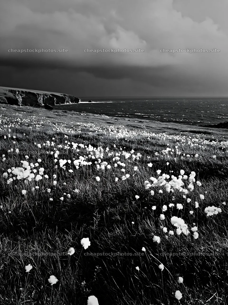 Cottongrass meadow glow under dark skies by the sea – stock photos 6866x9174
